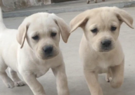 兩個月拉布拉多拉稀怎么辦（吃什么藥）